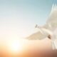 VIEW SKY NEWS FOR NEWS FROM AROUND THE WORLD