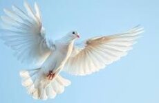 VIEW EXQUISITE SHOWS FROM PARIS FASHION WEEK AW 26 AND STAY TUNED FOR MORE!