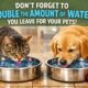 MET OFFICE ISSUES AMBER HEAT ALERT FOR BANK HOLIDAY WEEKEND!   IF YOU ARE OUT AND ABOUT – DON’T FORGET TO MAKE SURE YOUR PETS ARE WELL HYDRATED!